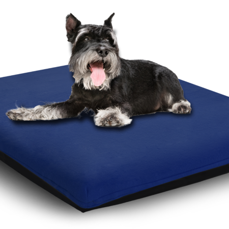 PET DREAMS CONVOLUTED